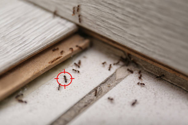 Spider Control Near Me in Branchville, SC